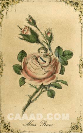 Ʒƹһ-A00001 rose